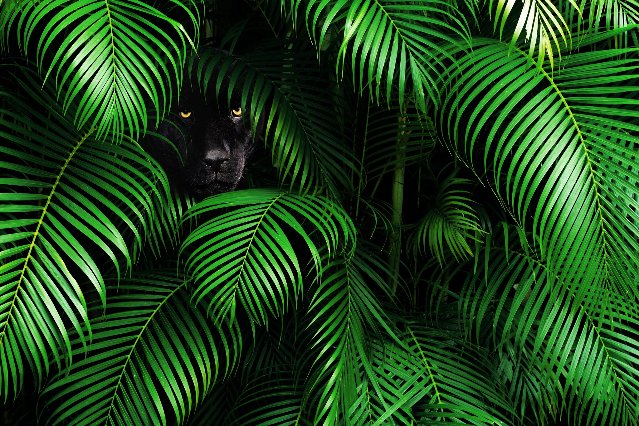 若鱼空空的个人主页（封面预览） - 主页封面设置 - 站酷设计师若鱼空空原创素材 - 站酷ZCOOL