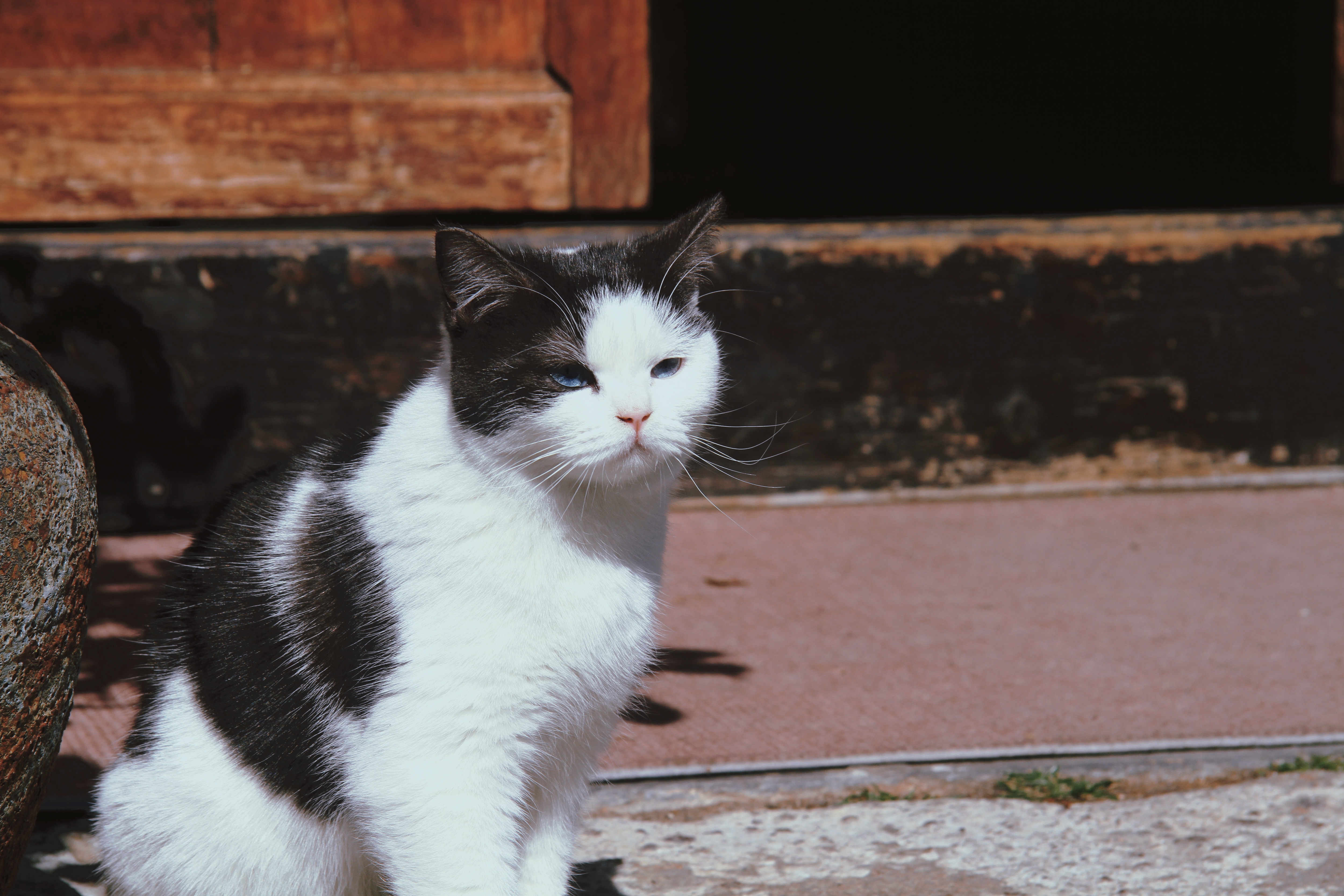 原味貓Maoy的個人主頁（封面預覽） - 主頁封面設置 - 站酷設計師原味貓Maoy原創(chuàng)素材 - 站酷ZCOOL