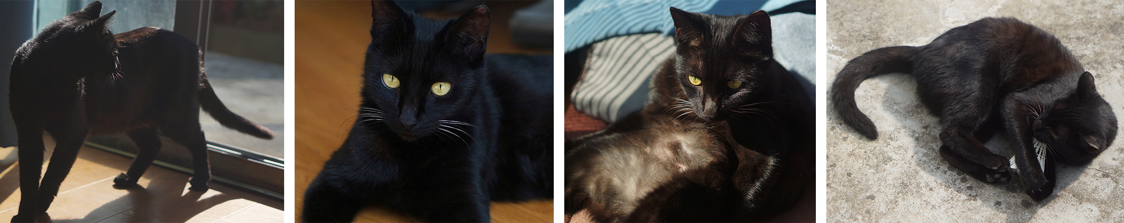 燕燕鹅的个人主页（封面预览） - 主页封面设置 - 站酷设计师燕燕鹅原创素材 - 站酷ZCOOL