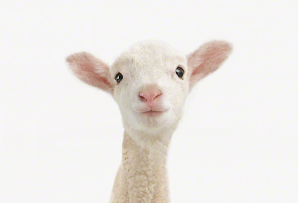 Lamb10的个人主页（封面预览） - 主页封面设置 - 站酷设计师Lamb10原创素材 - 站酷ZCOOL