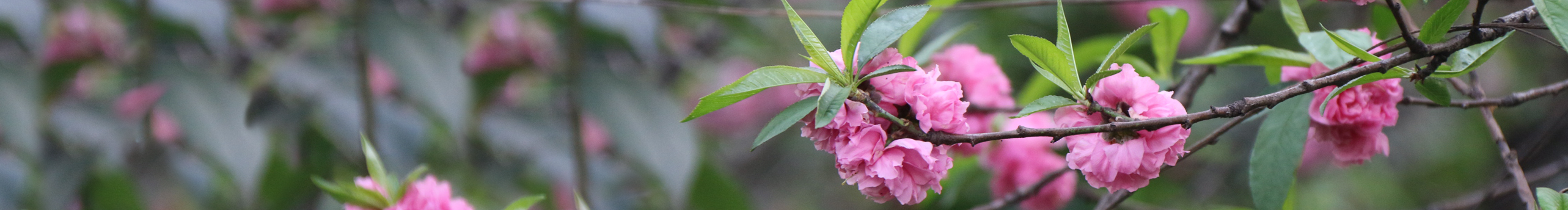 Hsia的個人主頁（封面預(yù)覽） - 主頁封面設(shè)置 - 站酷設(shè)計師Hsia原創(chuàng)素材 - 站酷ZCOOL