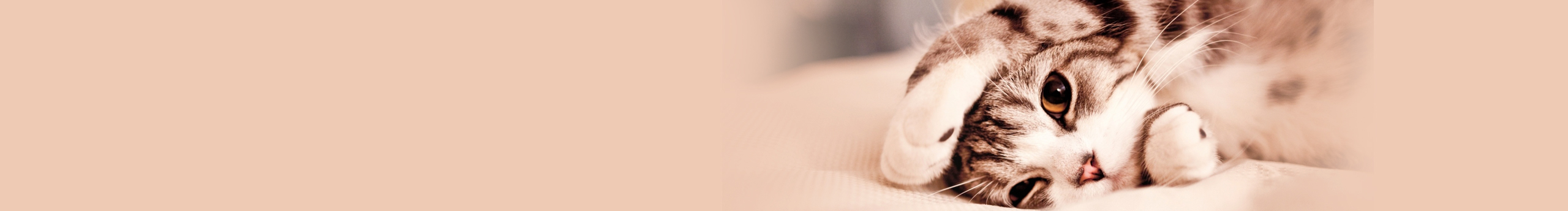 Roxanne033的个人主页（封面预览） - 主页封面设置 - 站酷设计师Roxanne033原创素材 - 站酷ZCOOL