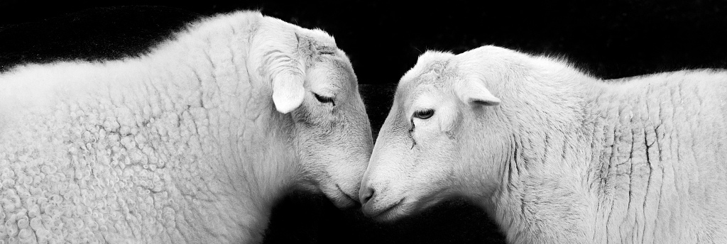 MemorySzabo的个人主页（封面预览） - 主页封面设置 - 站酷设计师MemorySzabo原创素材 - 站酷ZCOOL