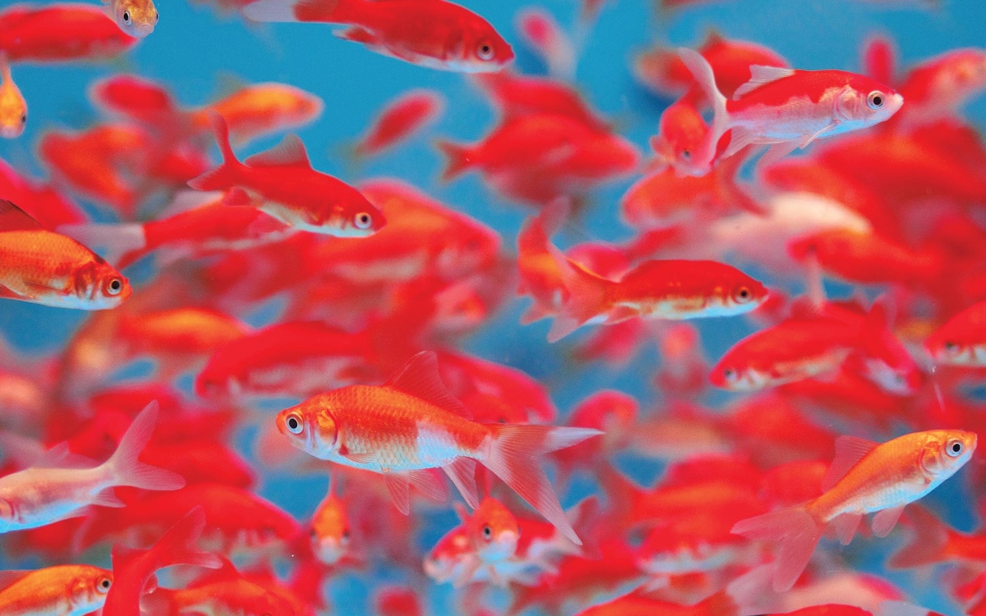 neeyoooo的個人主頁（封面預覽） - 主頁封面設(shè)置 - 站酷設(shè)計師neeyoooo原創(chuàng)素材 - 站酷ZCOOL