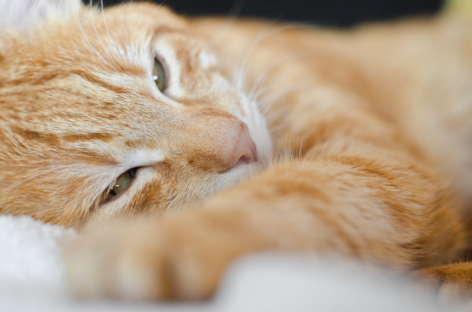 夜月狐的个人主页（封面预览） - 主页封面设置 - 站酷设计师夜月狐原创素材 - 站酷ZCOOL