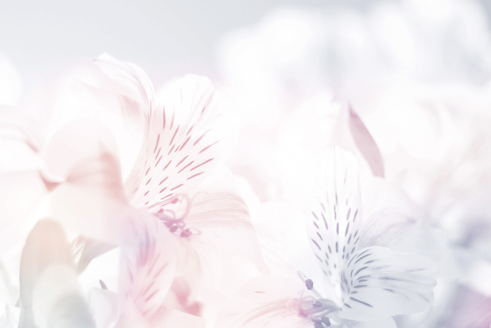 门框上站了朵朵的个人主页（封面预览） - 主页封面设置 - 站酷设计师门框上站了朵朵原创素材 - 站酷ZCOOL