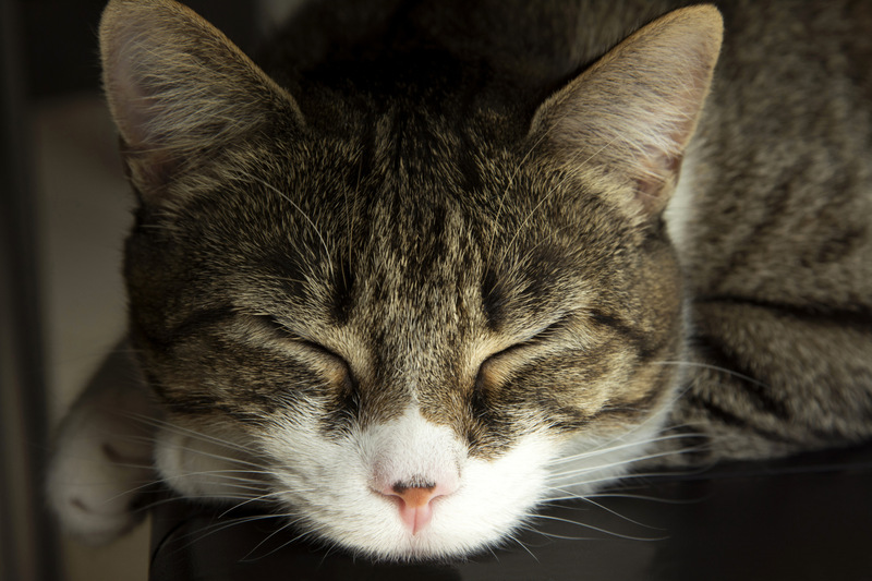 山風(fēng)與月的個人主頁（封面預(yù)覽） - 主頁封面設(shè)置 - 站酷設(shè)計師山風(fēng)與月原創(chuàng)素材 - 站酷ZCOOL