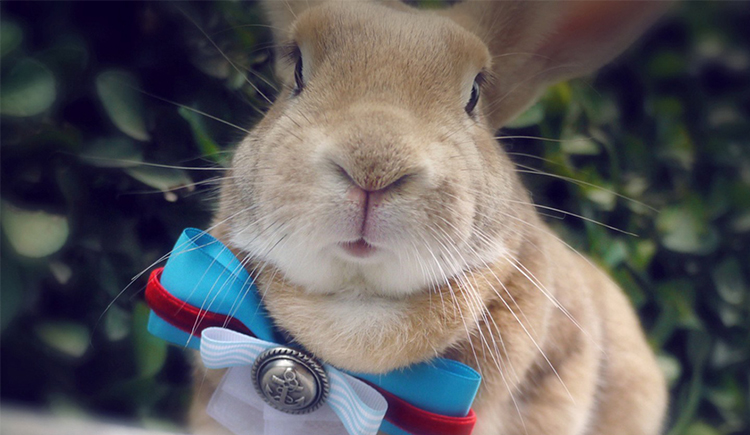 my加小菲的个人主页（封面预览） - 主页封面设置 - 站酷设计师my加小菲原创素材 - 站酷ZCOOL