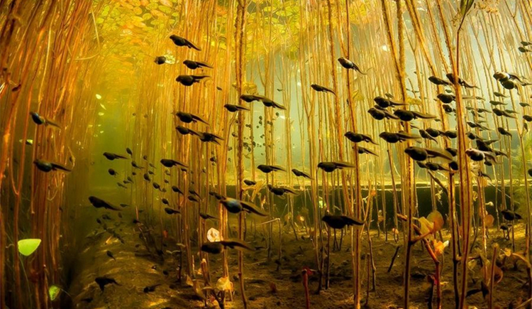 楓之谷的個(gè)人主頁（封面預(yù)覽） - 主頁封面設(shè)置 - 站酷設(shè)計(jì)師楓之谷原創(chuàng)素材 - 站酷ZCOOL