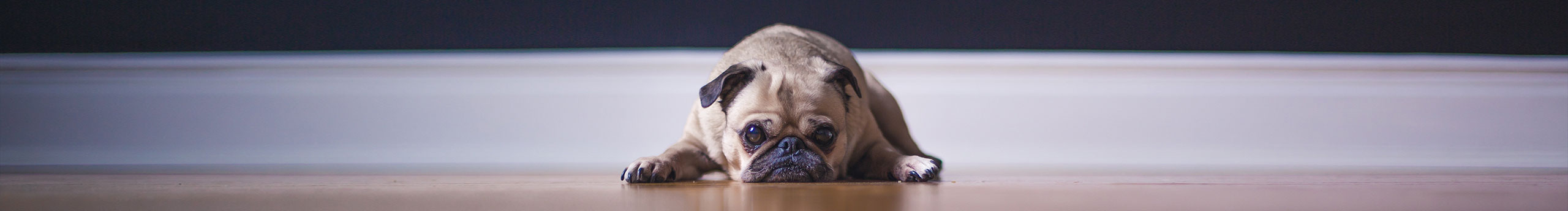涂山银银的个人主页（封面预览） - 主页封面设置 - 站酷设计师涂山银银原创素材 - 站酷ZCOOL