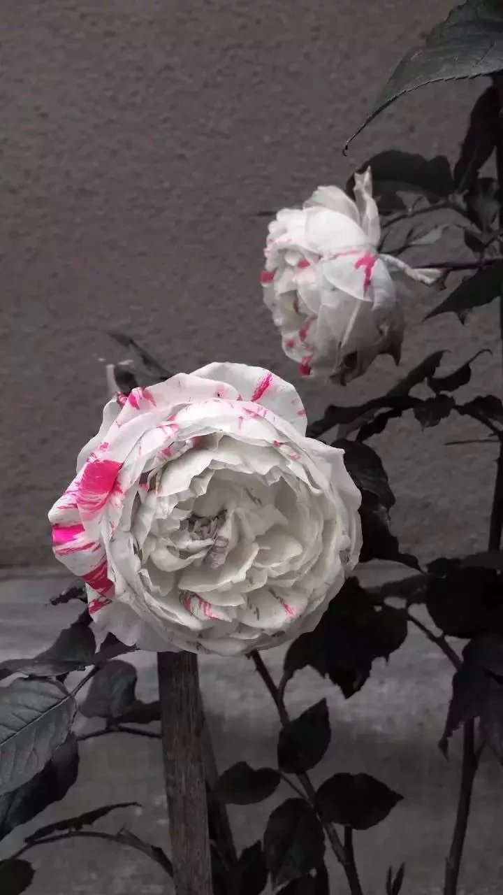 寰宇天醉的個(gè)人主頁(yè)（封面預(yù)覽） - 主頁(yè)封面設(shè)置 - 站酷設(shè)計(jì)師寰宇天醉原創(chuàng)素材 - 站酷ZCOOL