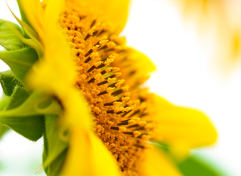 pickey_che的个人主页（封面预览） - 主页封面设置 - 站酷设计师pickey_che原创素材 - 站酷ZCOOL