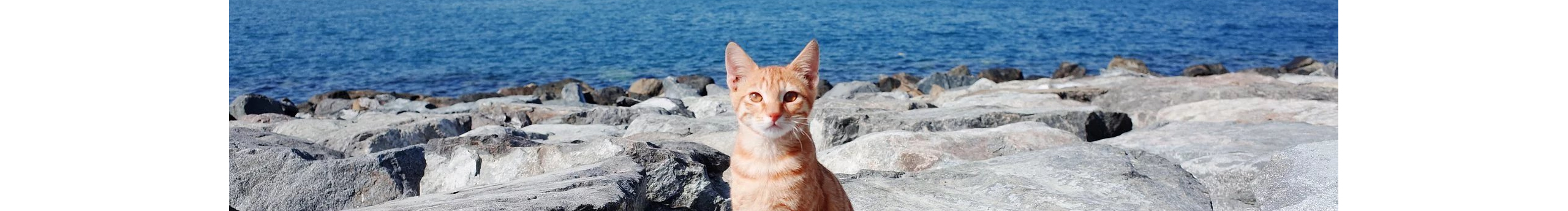 米加MIKA的个人主页（封面预览） - 主页封面设置 - 站酷设计师米加MIKA原创素材 - 站酷ZCOOL