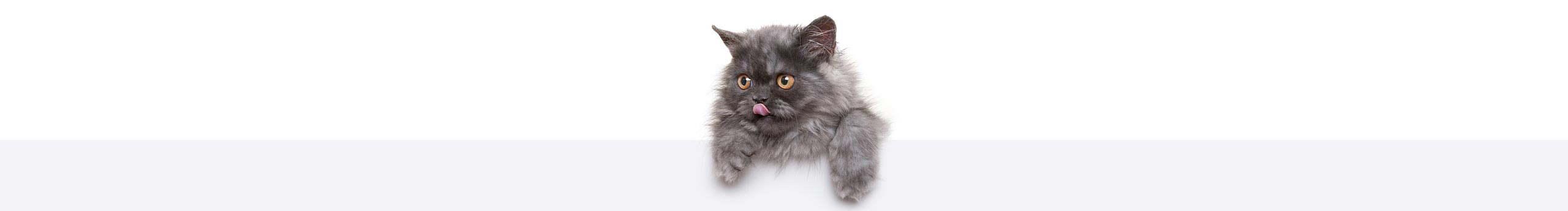 猫看见1234567890的个人主页（封面预览） - 主页封面设置 - 站酷设计师猫看见1234567890原创素材 - 站酷ZCOOL