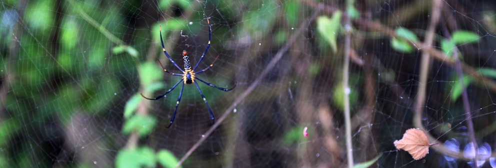 萍清水的个人主页（封面预览） - 主页封面设置 - 站酷设计师萍清水原创素材 - 站酷ZCOOL