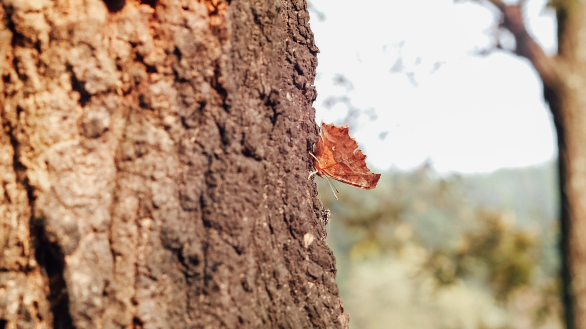 挖掘机hock的个人主页（封面预览） - 主页封面设置 - 站酷设计师挖掘机hock原创素材 - 站酷ZCOOL