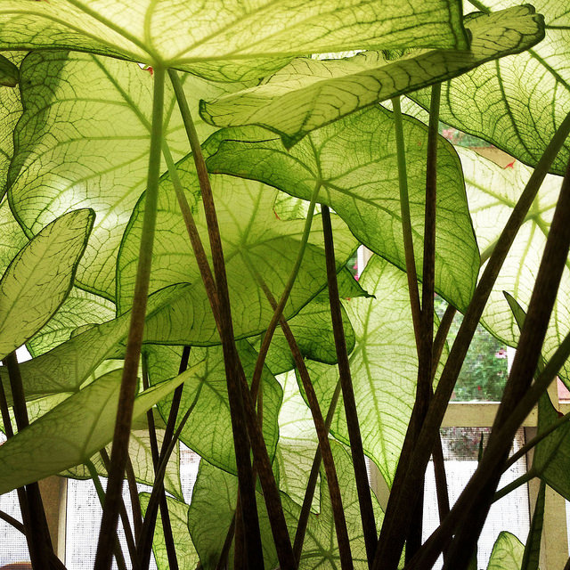 九九zz的個(gè)人主頁（封面預(yù)覽） - 主頁封面設(shè)置 - 站酷設(shè)計(jì)師九九zz原創(chuàng)素材 - 站酷ZCOOL