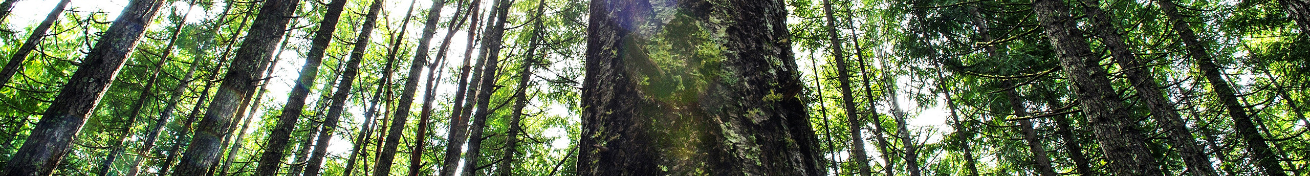 灬稀饭灬的个人主页（封面预览） - 主页封面设置 - 站酷设计师灬稀饭灬原创素材 - 站酷ZCOOL