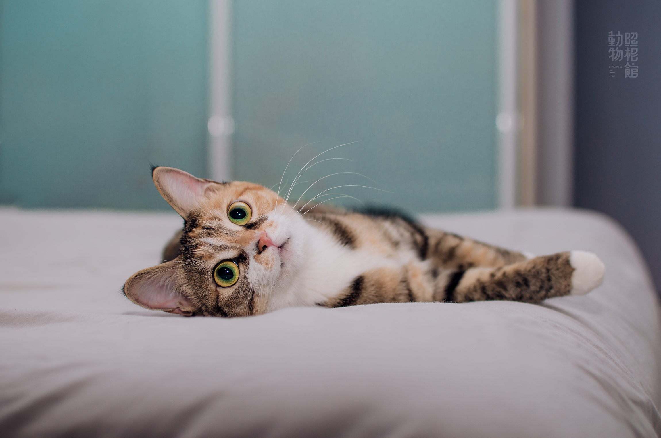 03742a65a66ec70a8012113c710aacb.jpg