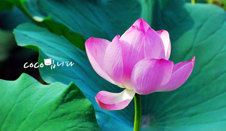 cocoeffie的个人主页（封面预览） - 主页封面设置 - 站酷设计师cocoeffie原创素材 - 站酷ZCOOL