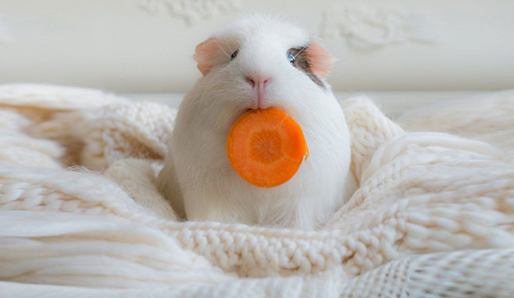 www慧的个人主页（封面预览） - 主页封面设置 - 站酷设计师www慧原创素材 - 站酷ZCOOL