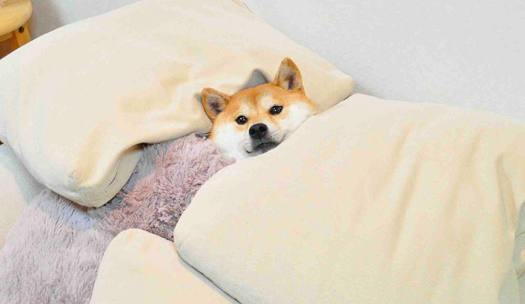 吖蛋黄酱的个人主页（封面预览） - 主页封面设置 - 站酷设计师吖蛋黄酱原创素材 - 站酷ZCOOL