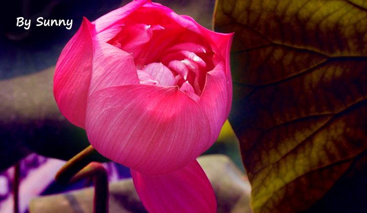 gudaoyouhun的個(gè)人主頁（封面預(yù)覽） - 主頁封面設(shè)置 - 站酷設(shè)計(jì)師gudaoyouhun原創(chuàng)素材 - 站酷ZCOOL