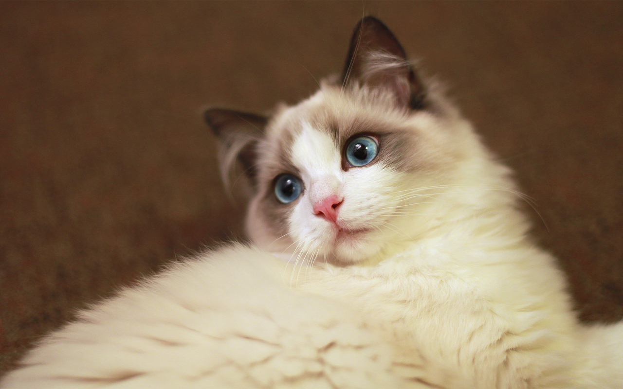 阿阮軟軟的個(gè)人主頁（封面預(yù)覽） - 主頁封面設(shè)置 - 站酷設(shè)計(jì)師阿阮軟軟原創(chuàng)素材 - 站酷ZCOOL