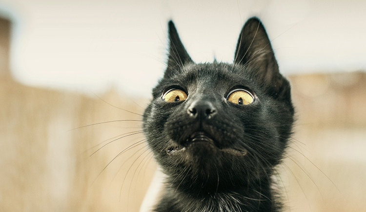 riceriver的個(gè)人主頁(yè)（封面預(yù)覽） - 主頁(yè)封面設(shè)置 - 站酷設(shè)計(jì)師riceriver原創(chuàng)素材 - 站酷ZCOOL