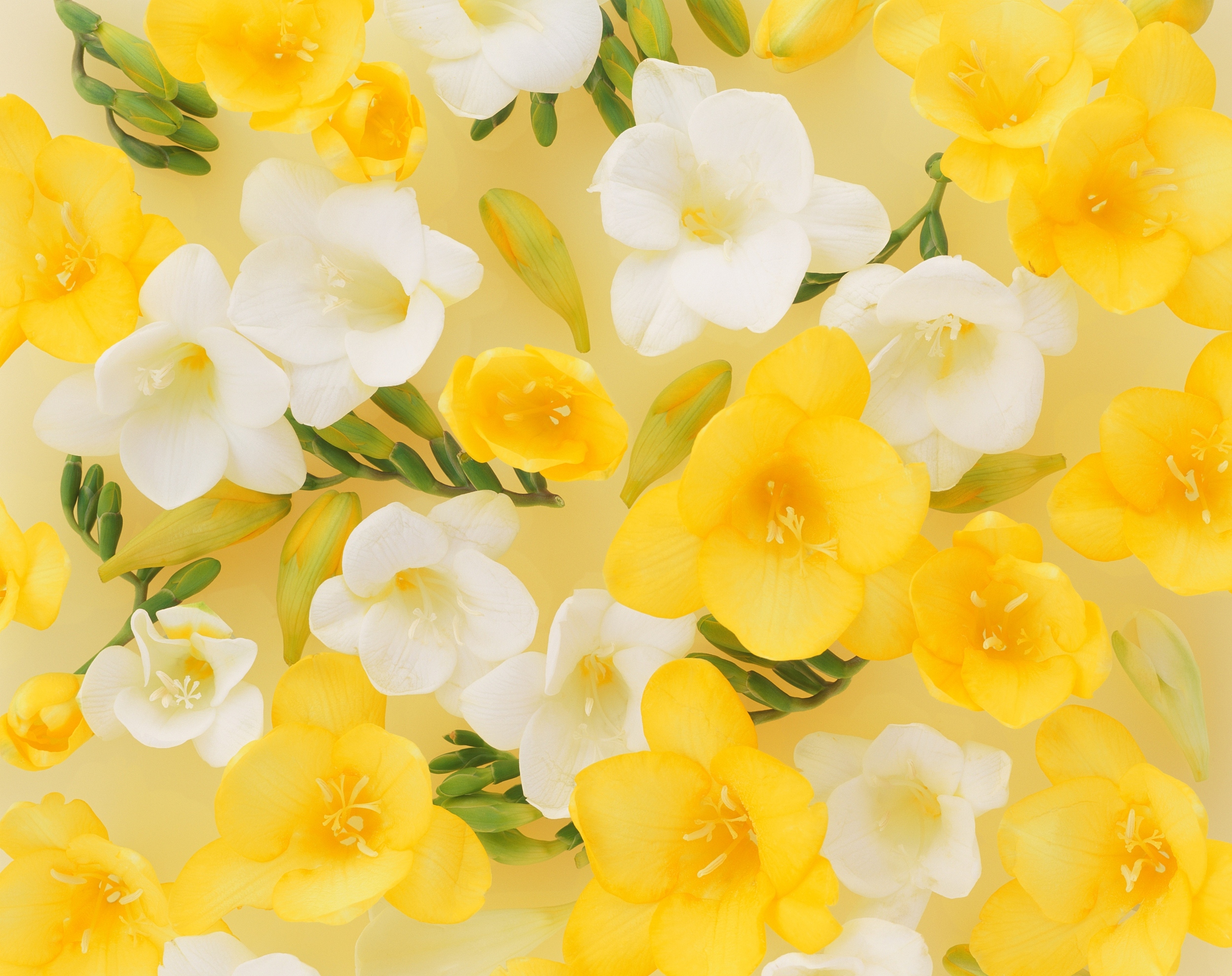 一粒豆崽子的个人主页（封面预览） - 主页封面设置 - 站酷设计师一粒豆崽子原创素材 - 站酷ZCOOL