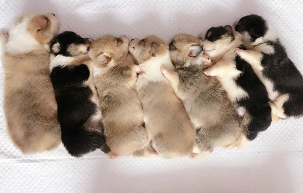 提提提提丶莫莫的個(gè)人主頁(yè)（封面預(yù)覽） - 主頁(yè)封面設(shè)置 - 站酷設(shè)計(jì)師提提提提丶莫莫原創(chuàng)素材 - 站酷ZCOOL