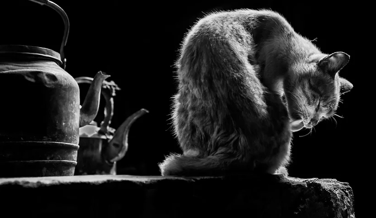 古德貓寧霜的個人主頁（封面預覽） - 主頁封面設置 - 站酷設計師古德貓寧霜原創(chuàng)素材 - 站酷ZCOOL