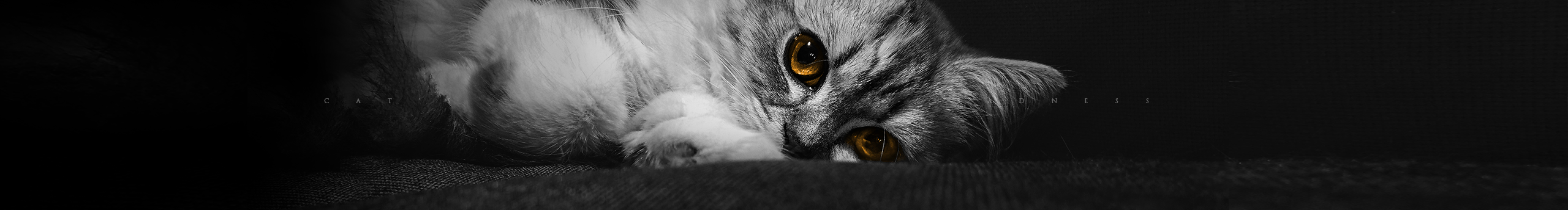 pqao的个人主页（封面预览） - 主页封面设置 - 站酷设计师pqao原创素材 - 站酷ZCOOL