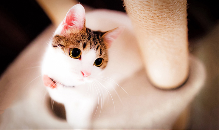 呀布丁奶酪的個(gè)人主頁(yè)（封面預(yù)覽） - 主頁(yè)封面設(shè)置 - 站酷設(shè)計(jì)師呀布丁奶酪原創(chuàng)素材 - 站酷ZCOOL