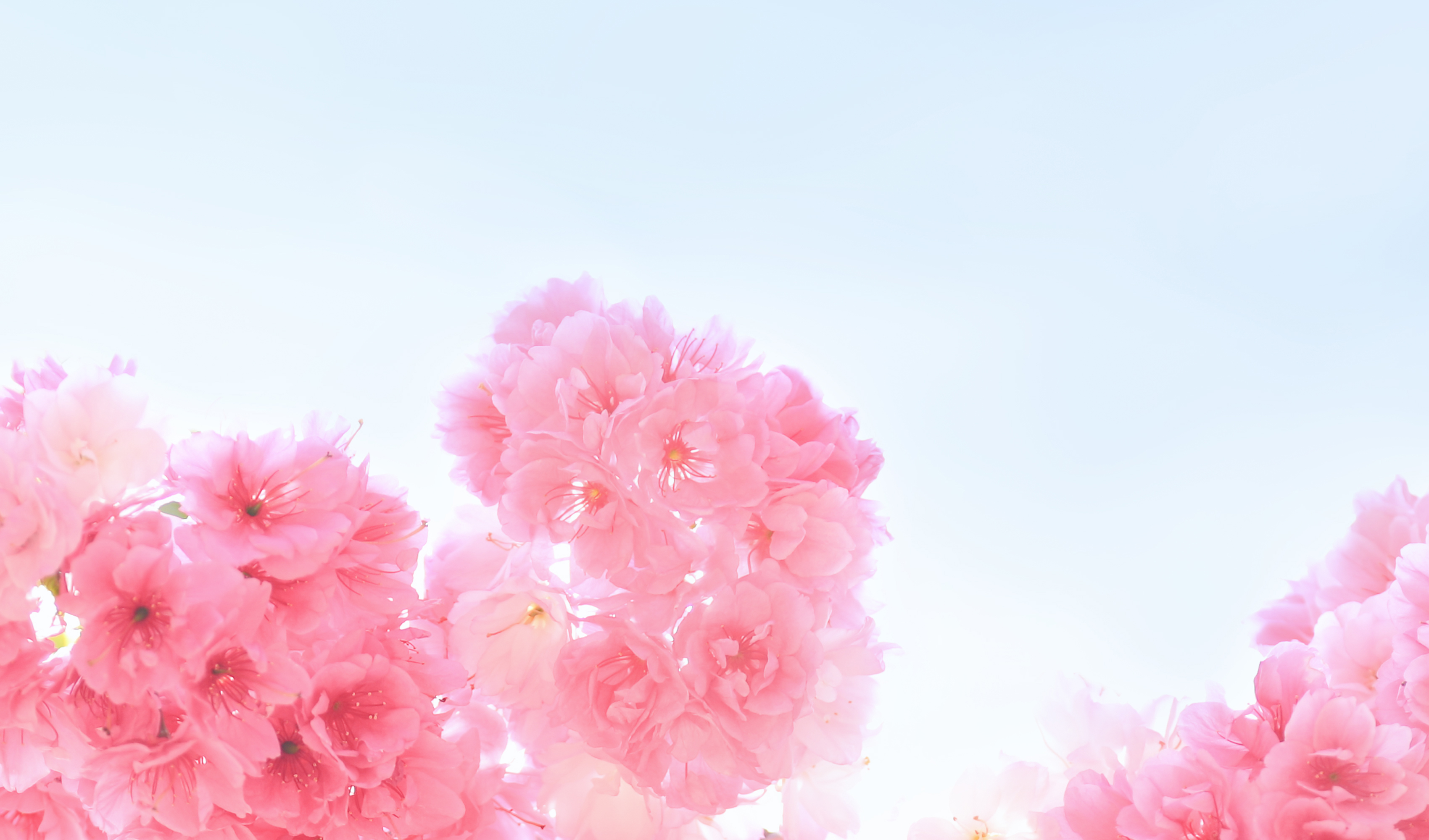 qc露大人的个人主页（封面预览） - 主页封面设置 - 站酷设计师qc露大人原创素材 - 站酷ZCOOL