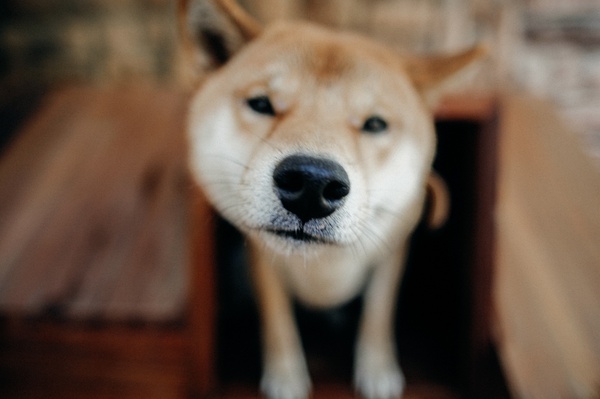 扶摇村的个人主页（封面预览） - 主页封面设置 - 站酷设计师扶摇村原创素材 - 站酷ZCOOL