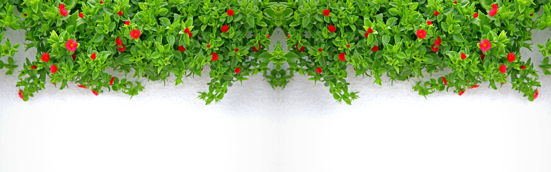 花芙伊的个人主页（封面预览） - 主页封面设置 - 站酷设计师花芙伊原创素材 - 站酷ZCOOL