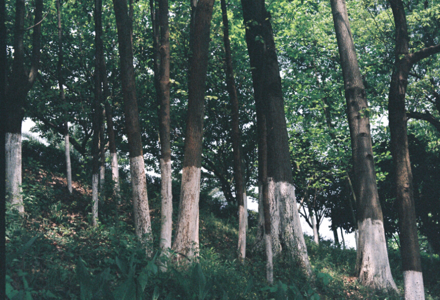 十八线摄影师芥末的个人主页（封面预览） - 主页封面设置 - 站酷设计师十八线摄影师芥末原创素材 - 站酷ZCOOL
