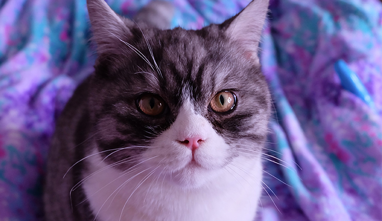 ava魏的個(gè)人主頁（封面預(yù)覽） - 主頁封面設(shè)置 - 站酷設(shè)計(jì)師ava魏原創(chuàng)素材 - 站酷ZCOOL