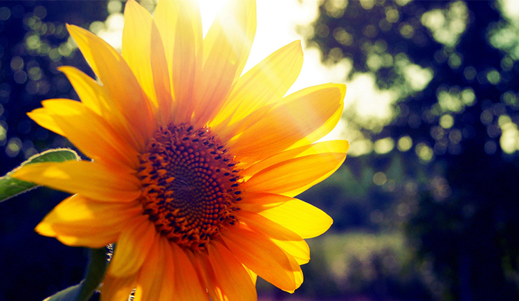 晴寶寶的個(gè)人主頁（封面預(yù)覽） - 主頁封面設(shè)置 - 站酷設(shè)計(jì)師晴寶寶原創(chuàng)素材 - 站酷ZCOOL