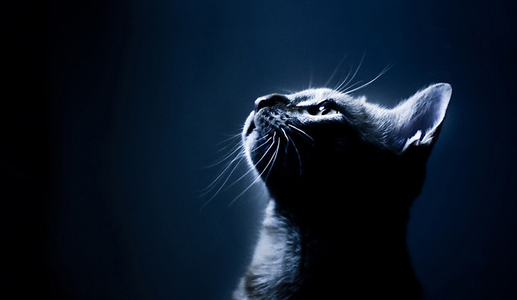 Color_卡樂(lè)設(shè)計(jì)的個(gè)人主頁(yè)（封面預(yù)覽） - 主頁(yè)封面設(shè)置 - 站酷設(shè)計(jì)師Color_卡樂(lè)設(shè)計(jì)原創(chuàng)素材 - 站酷ZCOOL