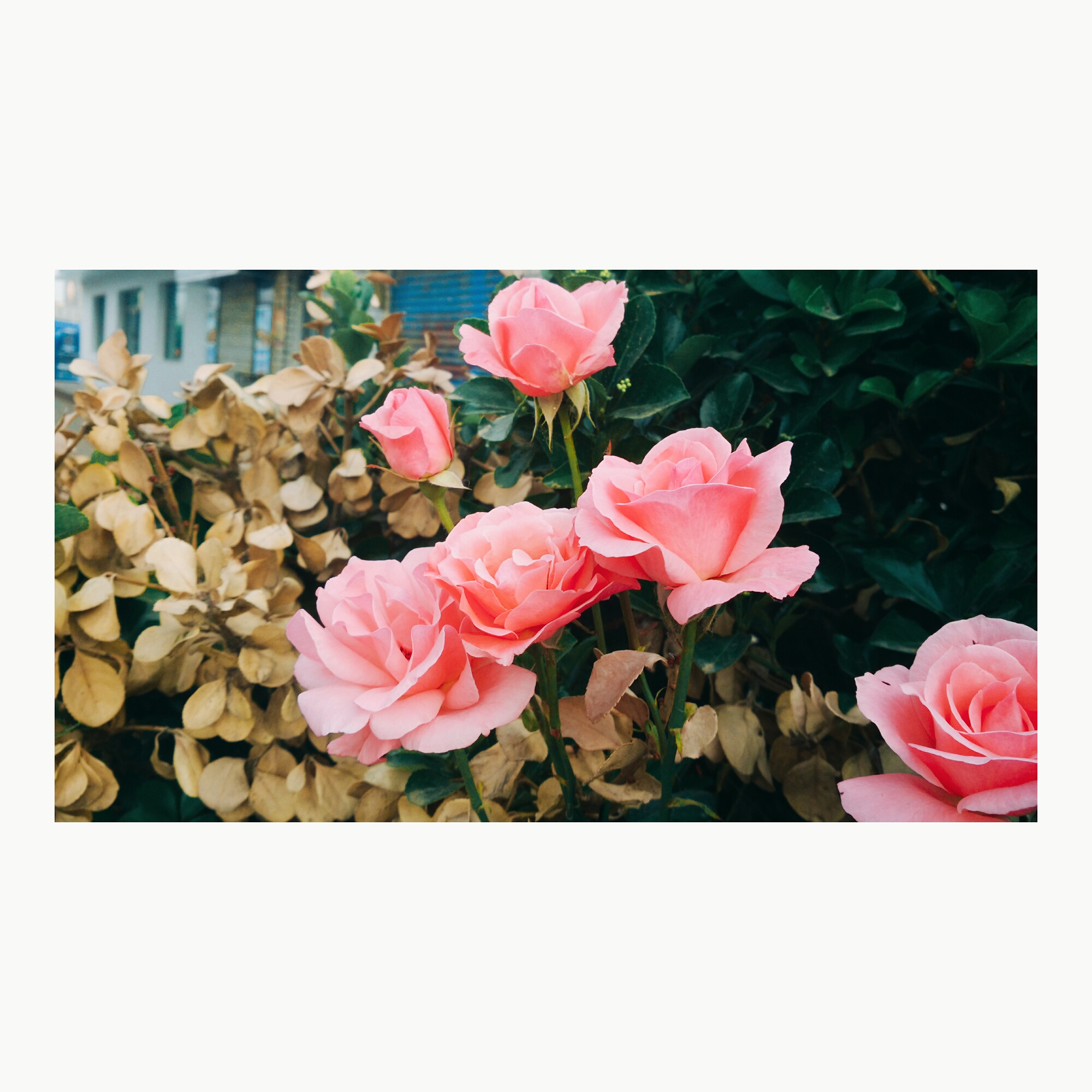 VIVIAN文艺姑娘的个人主页（封面预览） - 主页封面设置 - 站酷设计师VIVIAN文艺姑娘原创素材 - 站酷ZCOOL