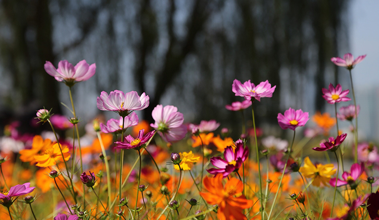 creativefans的個人主頁（封面預覽） - 主頁封面設置 - 站酷設計師creativefans原創(chuàng)素材 - 站酷ZCOOL