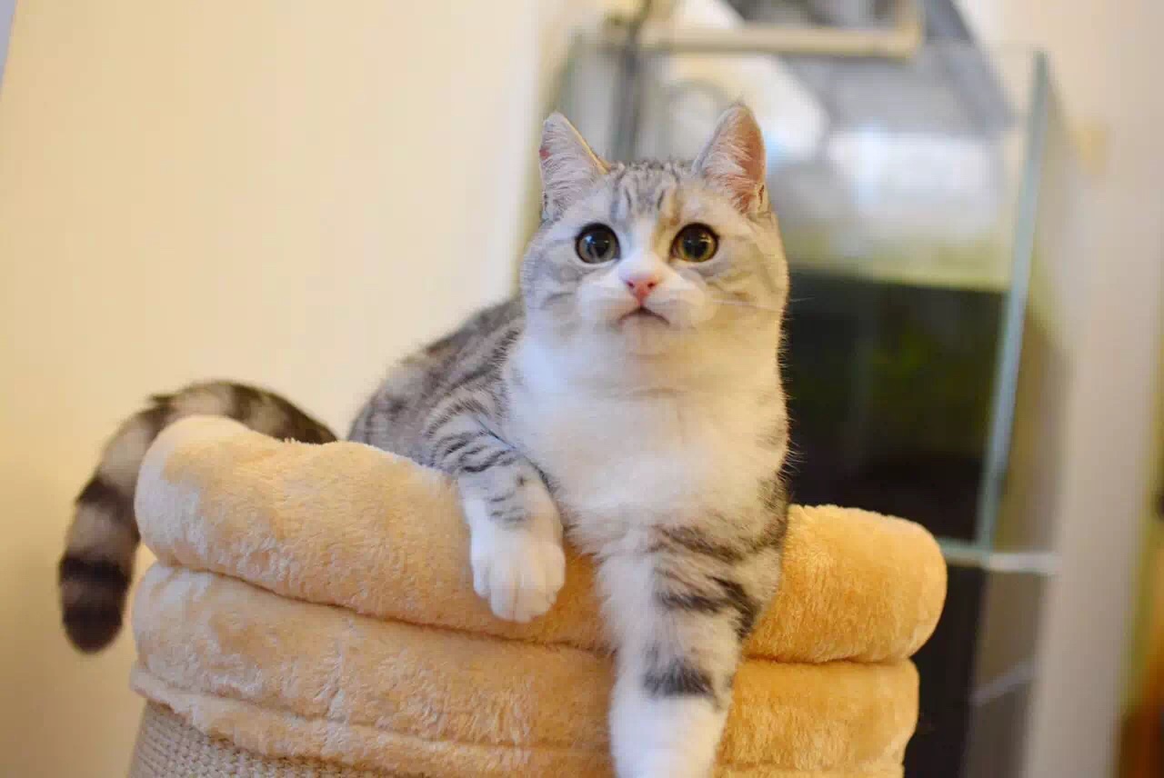 麋鹿先森1的个人主页（封面预览） - 主页封面设置 - 站酷设计师麋鹿先森1原创素材 - 站酷ZCOOL