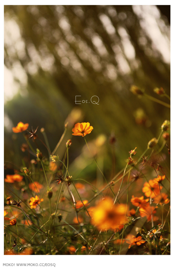 eosq的个人主页（封面预览） - 主页封面设置 - 站酷设计师eosq原创素材 - 站酷ZCOOL