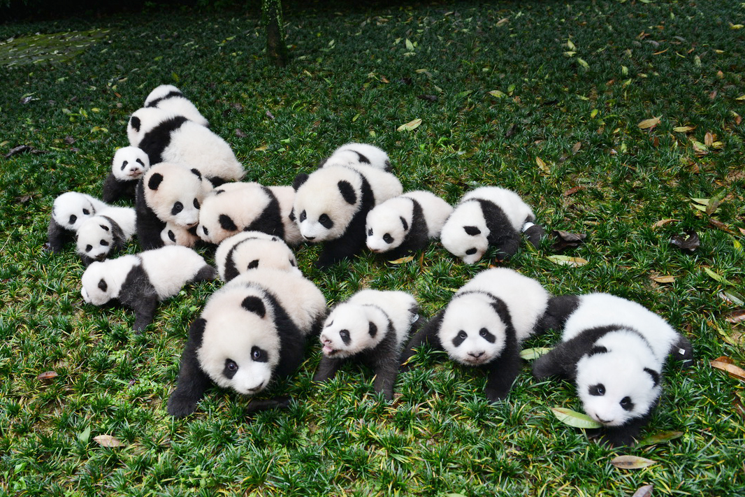 最后一個的大胖次的個人主頁（封面預(yù)覽） - 主頁封面設(shè)置 - 站酷設(shè)計(jì)師最后一個的大胖次原創(chuàng)素材 - 站酷ZCOOL