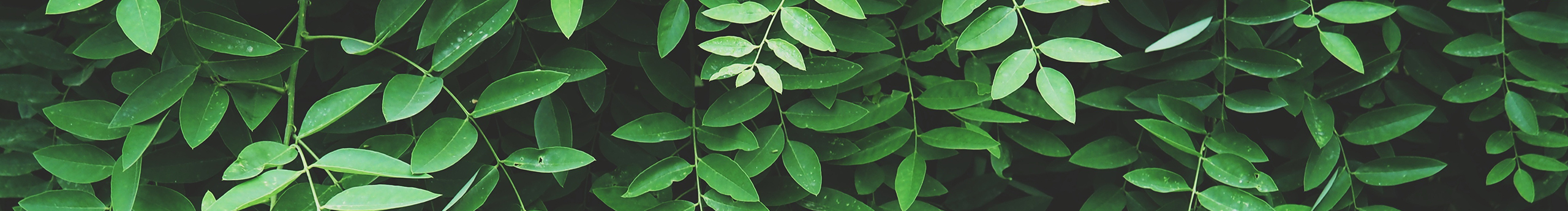 青鯉的個人主頁（封面預(yù)覽） - 主頁封面設(shè)置 - 站酷設(shè)計師青鯉原創(chuàng)素材 - 站酷ZCOOL