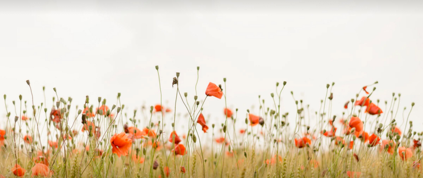蔣小幺兒的個人主頁（封面預(yù)覽） - 主頁封面設(shè)置 - 站酷設(shè)計(jì)師蔣小幺兒原創(chuàng)素材 - 站酷ZCOOL