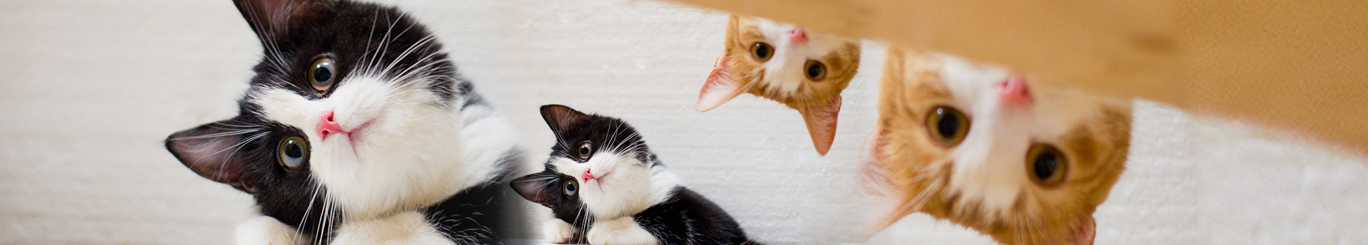 艾摇的个人主页（封面预览） - 主页封面设置 - 站酷设计师艾摇原创素材 - 站酷ZCOOL