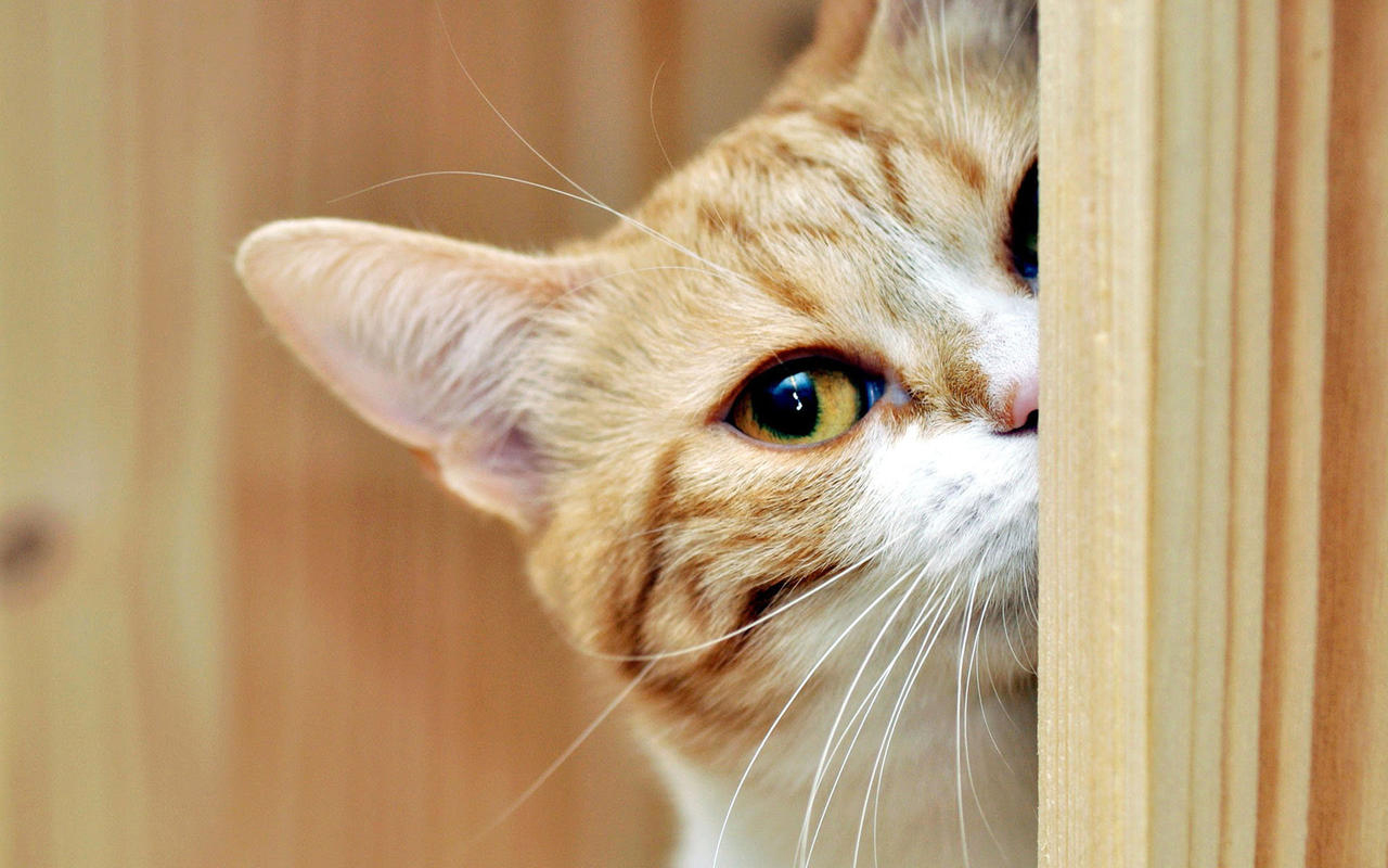 板板233的個人主頁（封面預(yù)覽） - 主頁封面設(shè)置 - 站酷設(shè)計師板板233原創(chuàng)素材 - 站酷ZCOOL